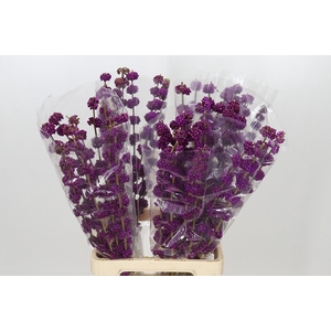 Callicarpa Bodinieri Var Giraldii