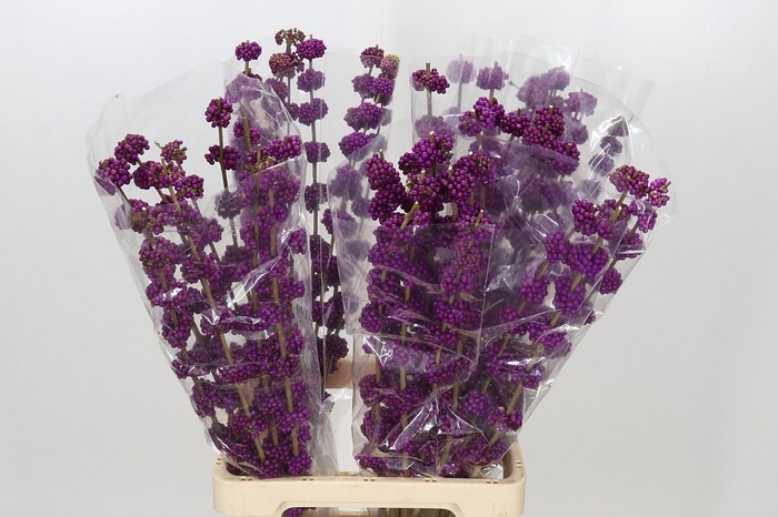 <h4>Callicarpa Bodinieri Var Giraldii</h4>