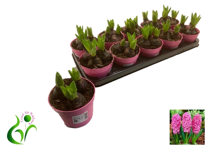 <h4>HYACIN PINK PEARL</h4>