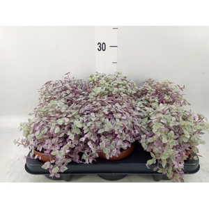 Callisia repens 'Rosato'