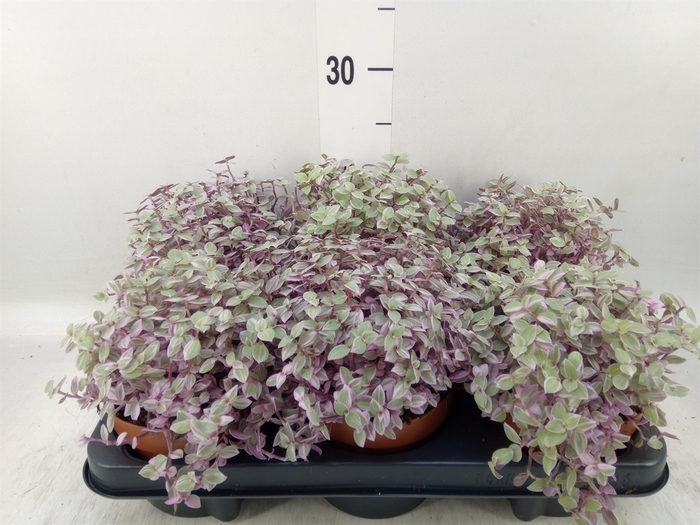 <h4>Callisia repens 'Rosato'</h4>