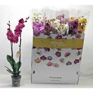 PHAL GEM 10 KL