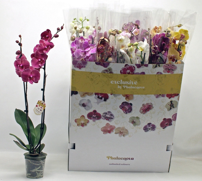 <h4>PHAL GEM 10 KL</h4>