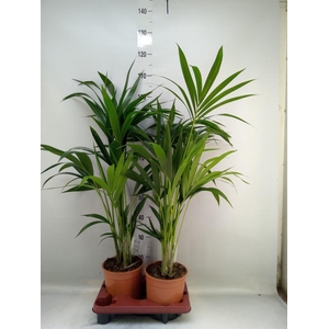 Howea forsteriana