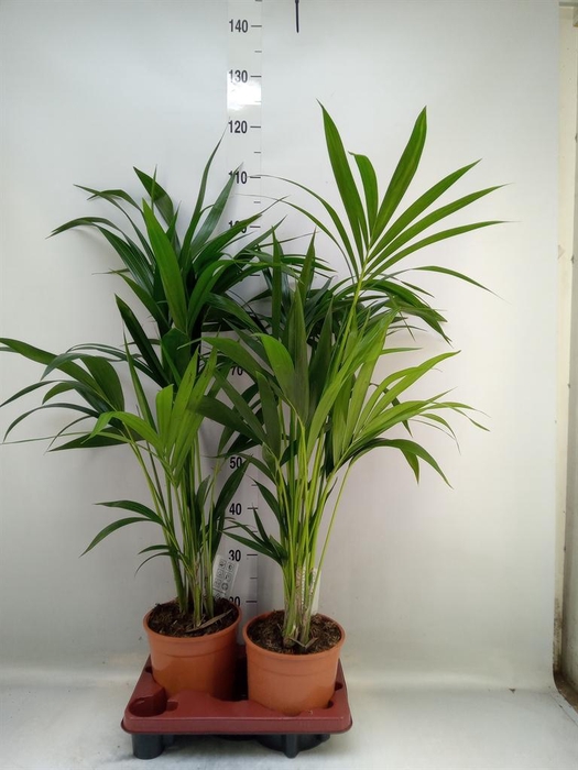 <h4>Howea forsteriana</h4>