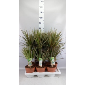 Dracaena marg. 'Bicolor'