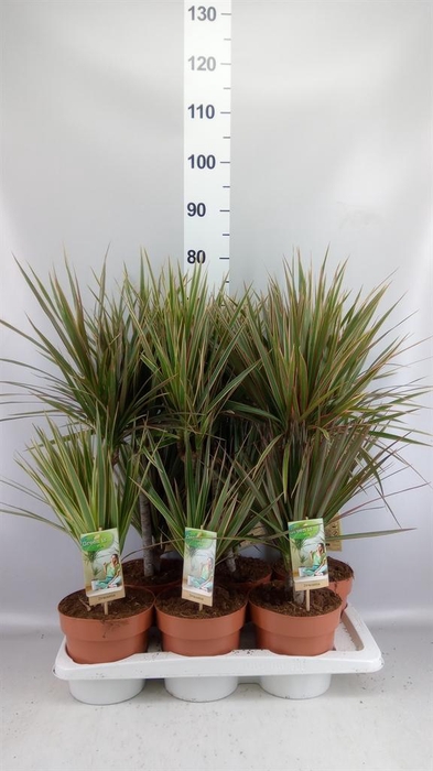 <h4>Dracaena marg. 'Bicolor'</h4>