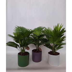 Livistona in keramiek pearl