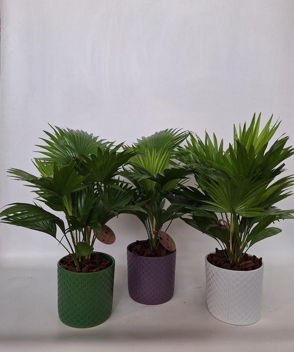 <h4>Livistona in keramiek pearl</h4>