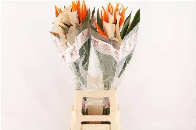 <h4>STREL REGINAE BLOEM</h4>