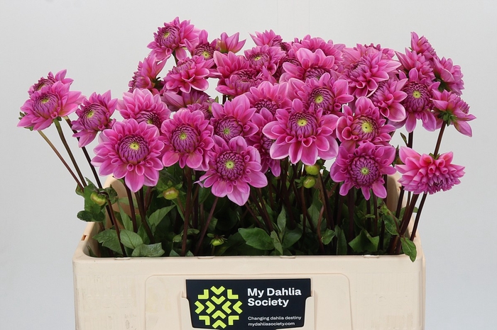 <h4>Dahlia Sandra</h4>