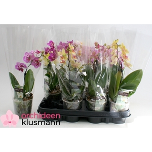 PHAL GEM