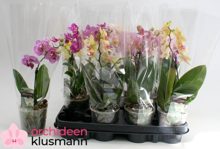 <h4>PHAL GEM</h4>