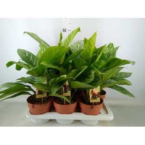 Aglaonema   ...