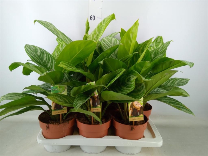 <h4>Aglaonema   ...</h4>