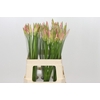 Nerine Vesta K
