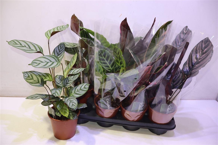 <h4>arr8 Calat Gem</h4>