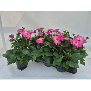 DAHL D M STARBU PINK