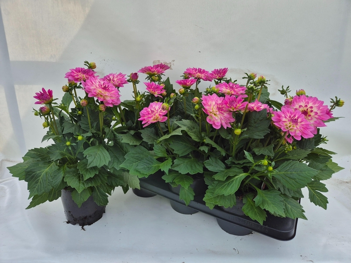 <h4>DAHL D M STARBU PINK</h4>