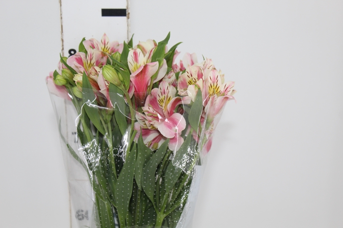 <h4>ALSTROEMERIA REBECCA 080 CM</h4>