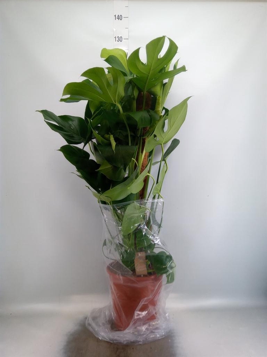 <h4>Monstera delic.</h4>