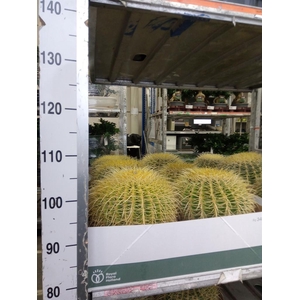 Echinocactus grusonii