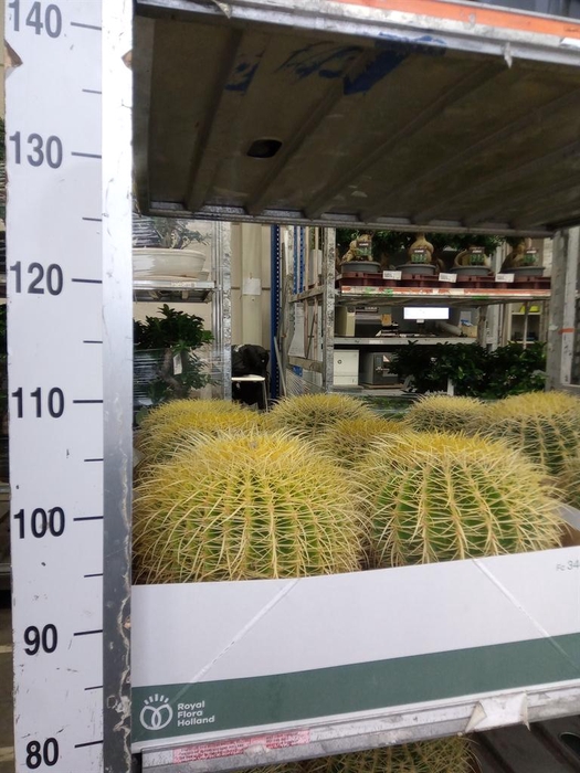<h4>Echinocactus grusonii</h4>
