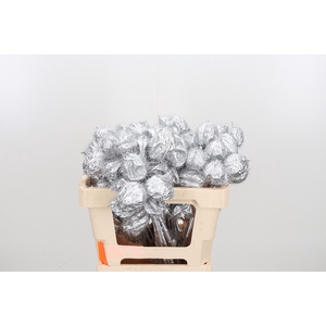 Ascl Moby Dick Kl Bh Zilver