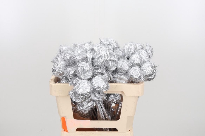 <h4>Ascl Moby Dick Kl Bh Zilver</h4>