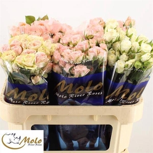 R Tr Mix In Bucket X50 Molo