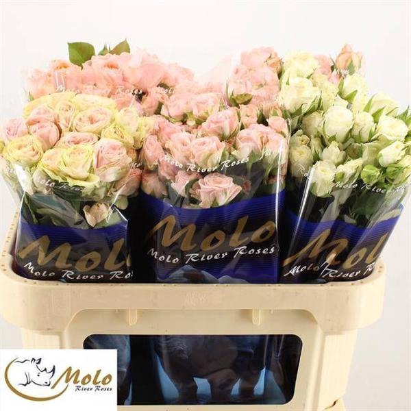 <h4>R Tr Mix In Bucket X50 Molo</h4>