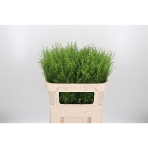 Lepidium Green Bell