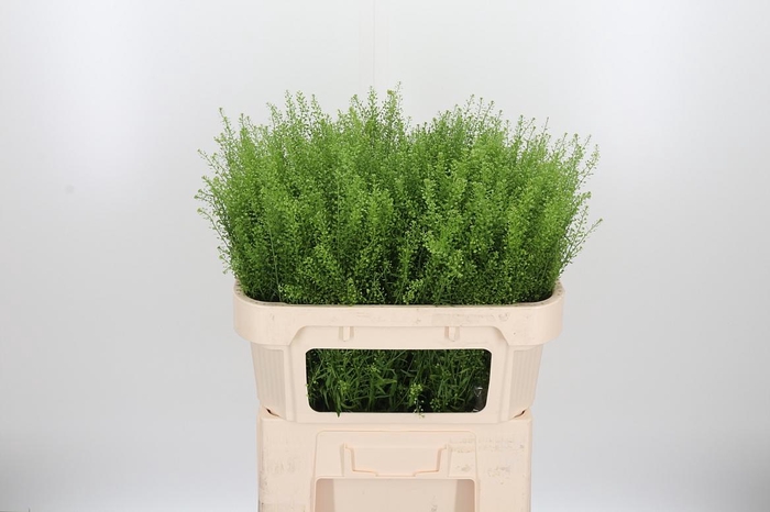 <h4>Lepidium Green Bell</h4>