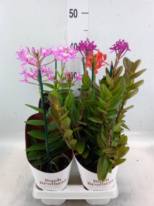 <h4>Epidendrum ...</h4>