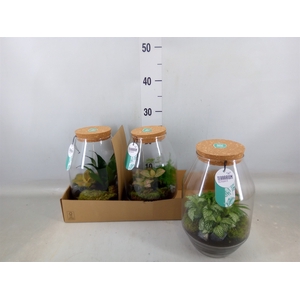Arr.   Planten H%