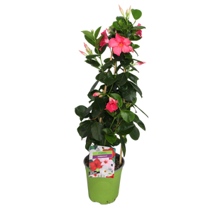 Pyramide 19cm Sundaville Pink