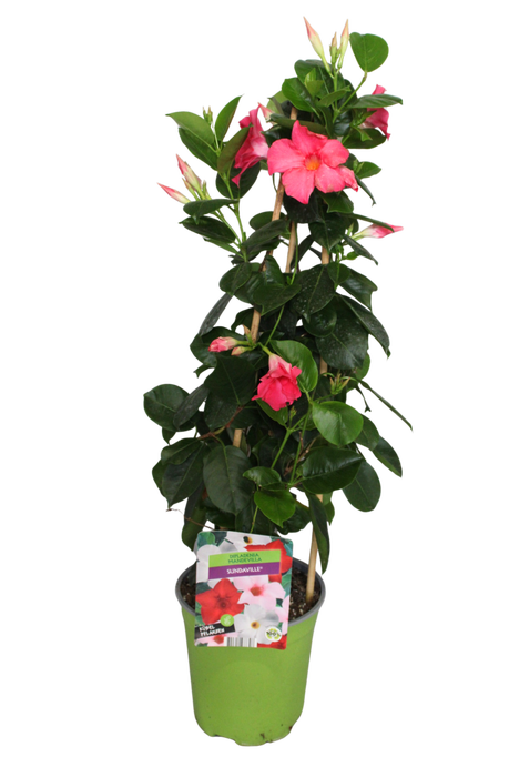 <h4>Pyramide 19cm Sundaville Pink</h4>