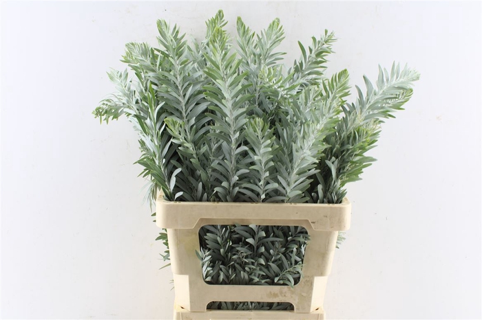 <h4>Acacia Luna D'argento</h4>