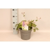 vaste planten 19 cm  Geranium Biokovo