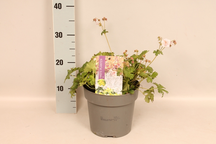 vaste planten 19 cm  Geranium Biokovo