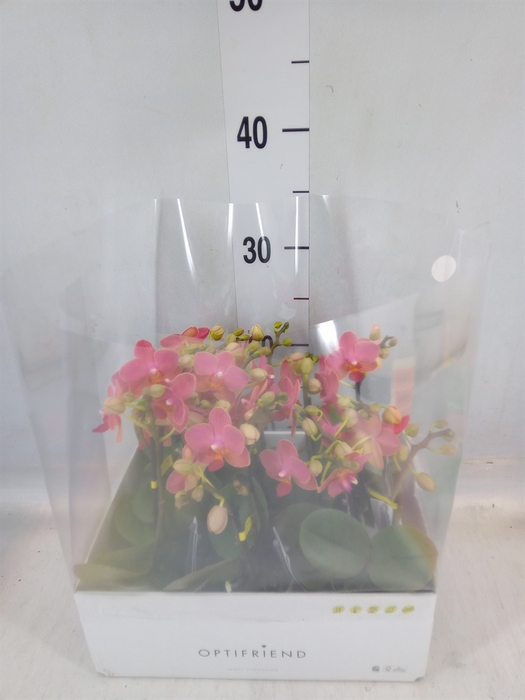 <h4>Phalaenopsis multi.   ...orange</h4>