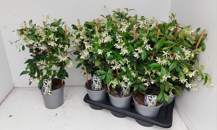 <h4>TRAC JASMINOIDES</h4>