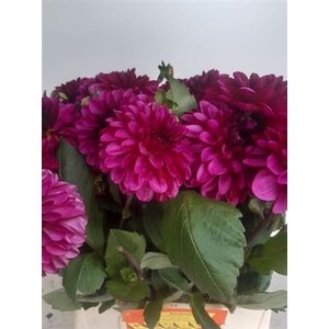 Dahlia Much Purple