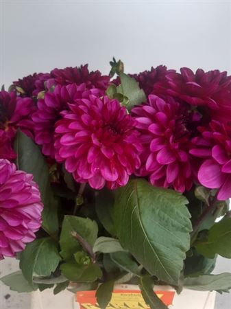 <h4>Dahlia Much Purple</h4>