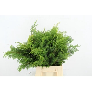 CONIFEER AUREA PLUIS PER BUNCH
