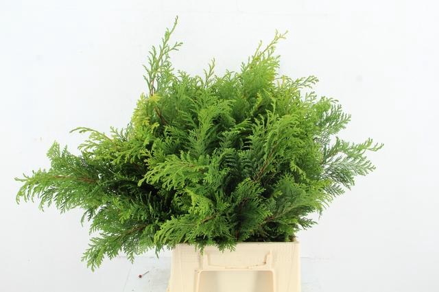 <h4>CONIFEER AUREA PLUIS PER BUNCH</h4>