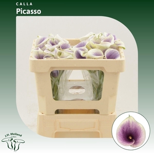 Calla Picasso