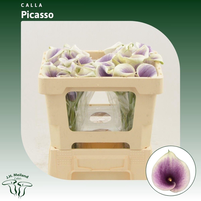 <h4>Calla Picasso</h4>