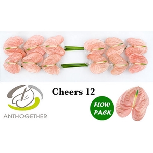 Anth A Cheers Flow Pack Bouman