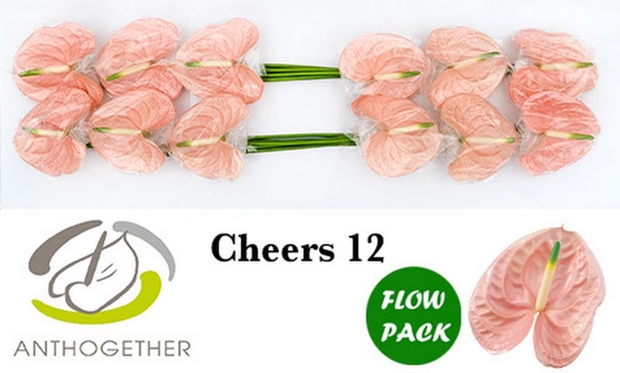 Anth A Cheers Flow Pack Bouman